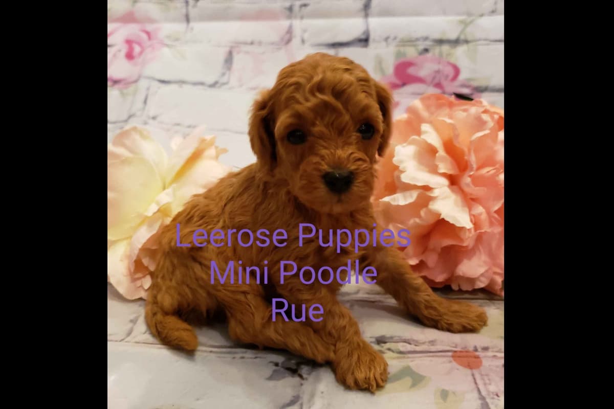 Available Red & Apricot Poodle Puppies! breeder image 10