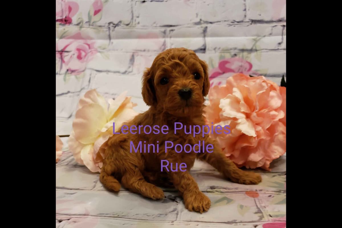 Available Red & Apricot Poodle Puppies! breeder image 11