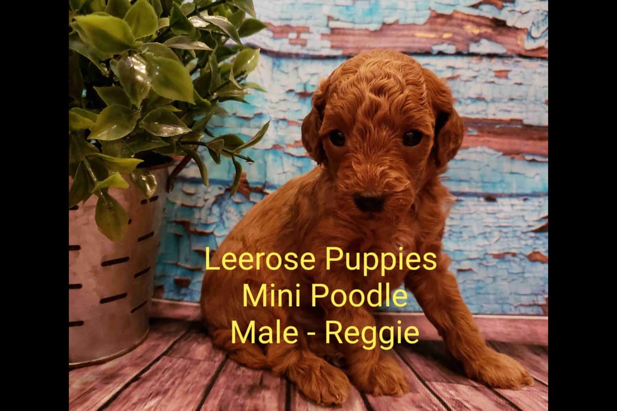 Available Red & Apricot Poodle Puppies! breeder image 12