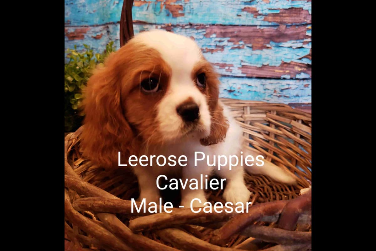 Available Red & Apricot Poodle Puppies! breeder image 13
