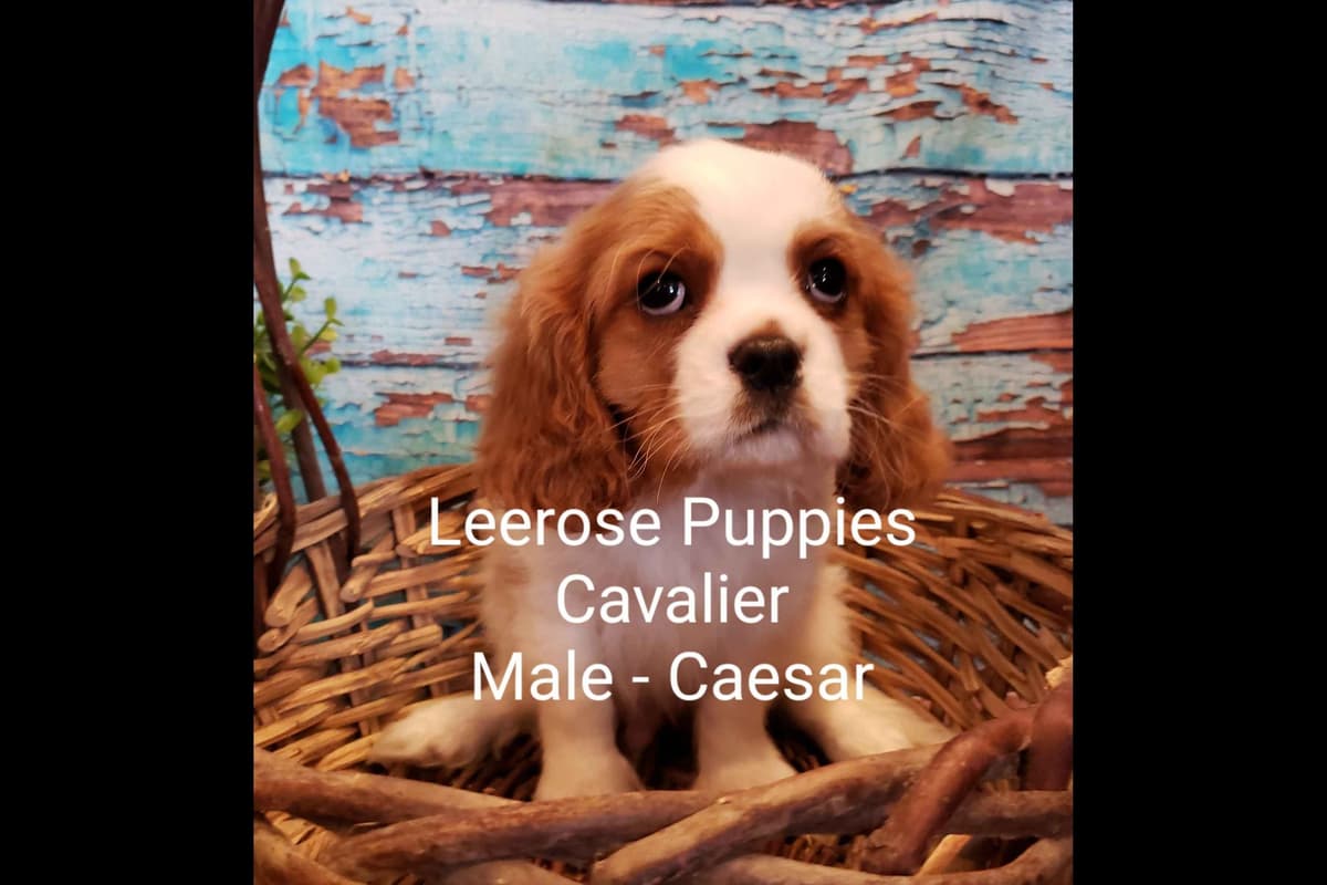 Available Red & Apricot Poodle Puppies! breeder image 14