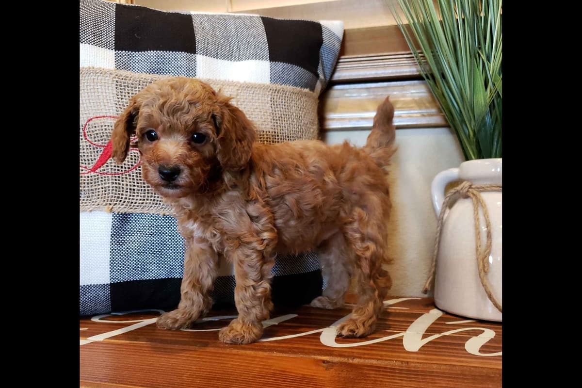 Available Red & Apricot Poodle Puppies! breeder image 21
