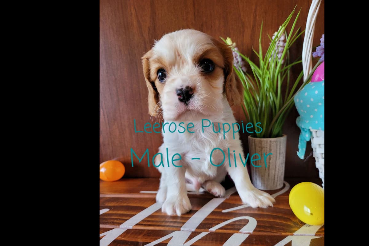 Available Red & Apricot Poodle Puppies! breeder image 16