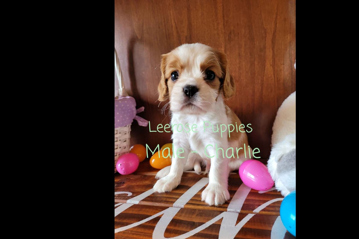 Available Red & Apricot Poodle Puppies! breeder image 17