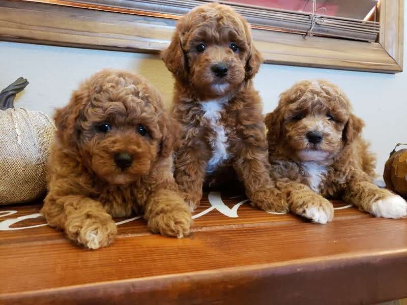Available Red & Apricot Poodle Puppies! breeder image 20