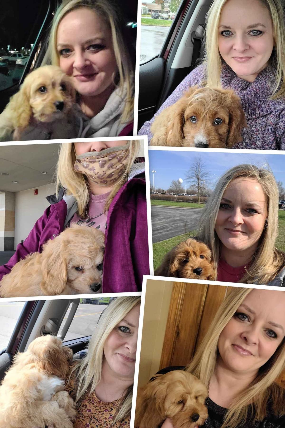 Available Red & Apricot Poodle Puppies! breeder image 4
