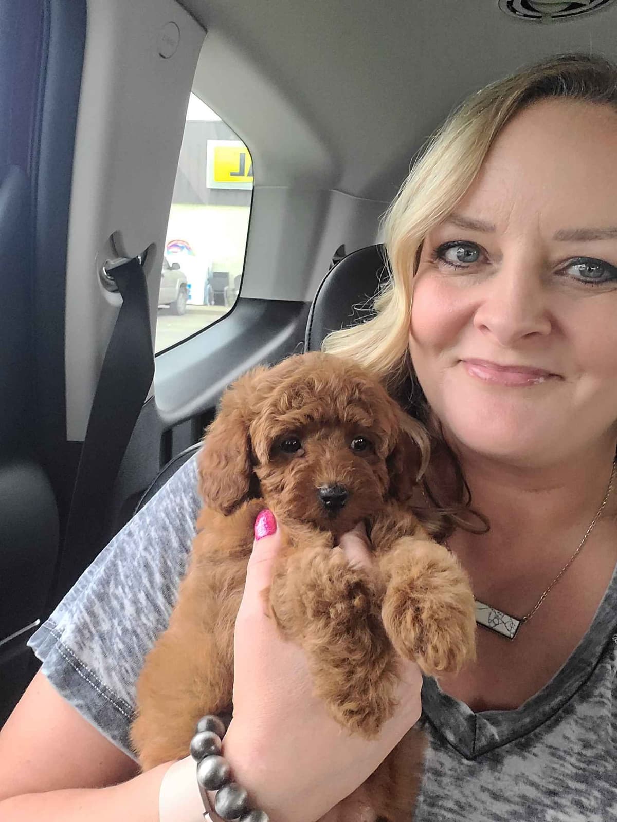 Available Red & Apricot Poodle Puppies! breeder image 5