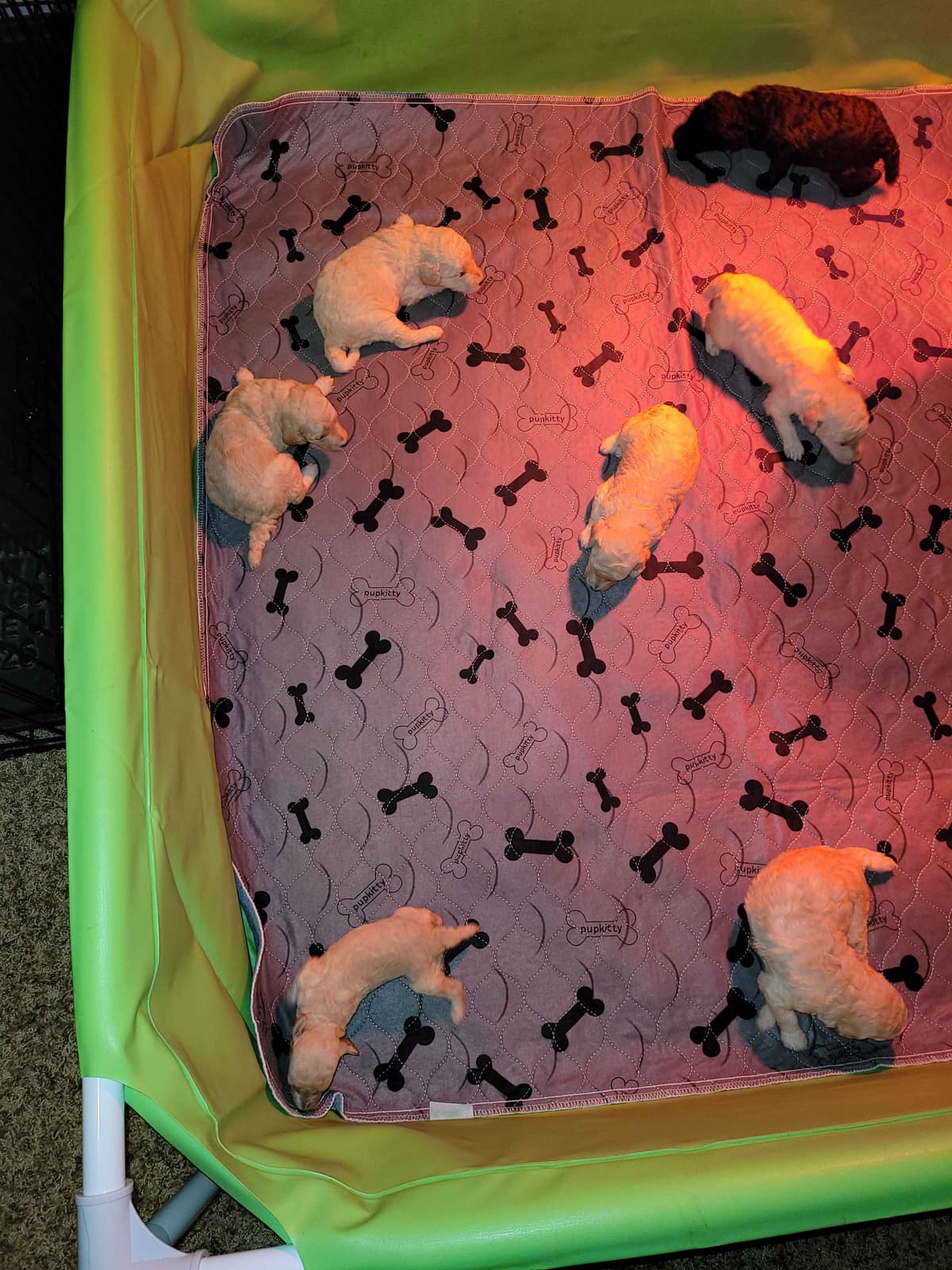 Available Red & Apricot Poodle Puppies! breeder image 23