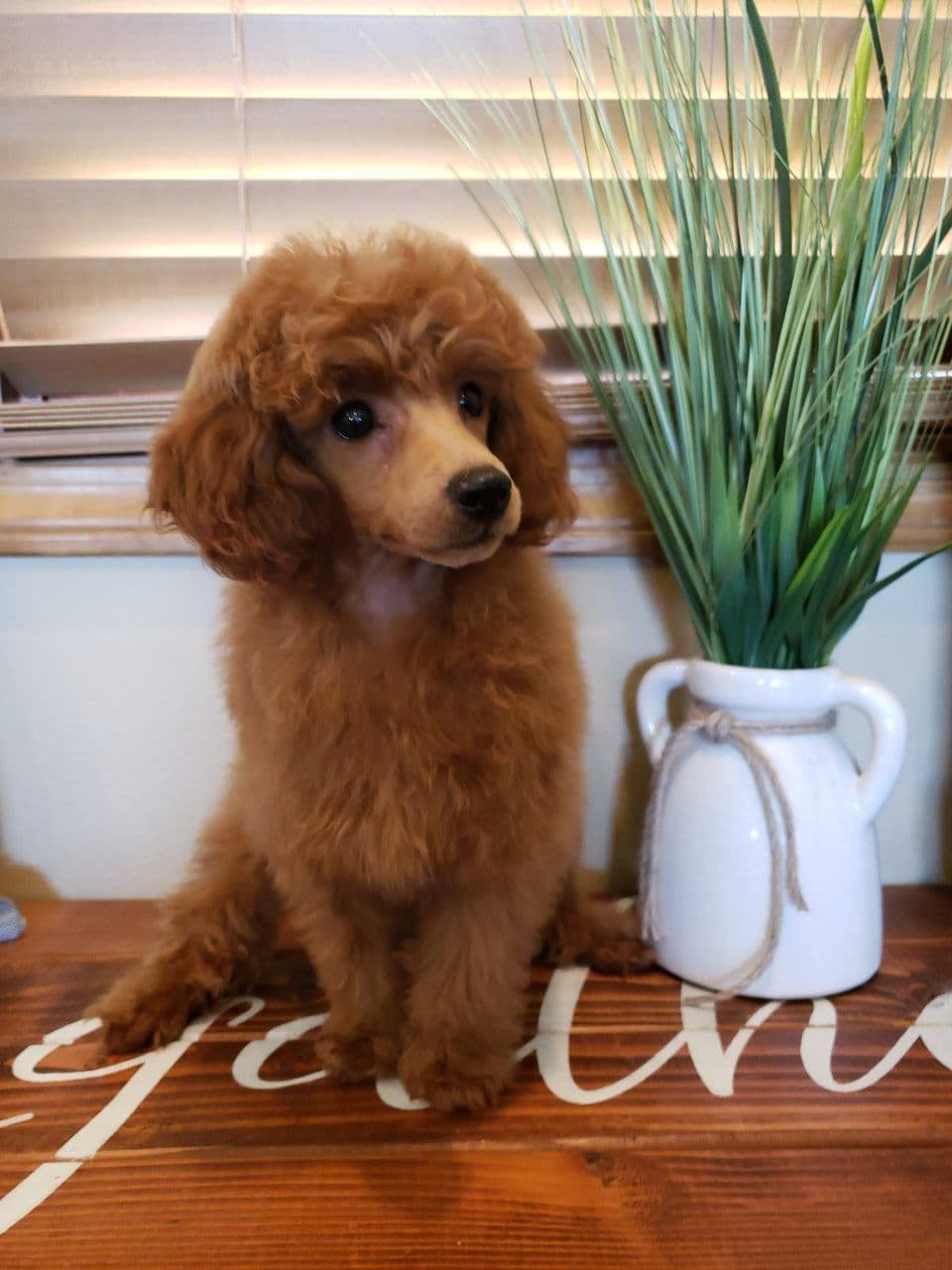 Available Red & Apricot Poodle Puppies! breeder image 24
