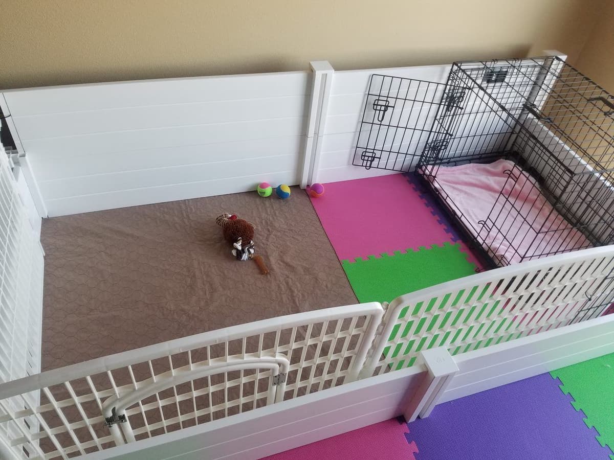 Available Red & Apricot Poodle Puppies! breeder image 26