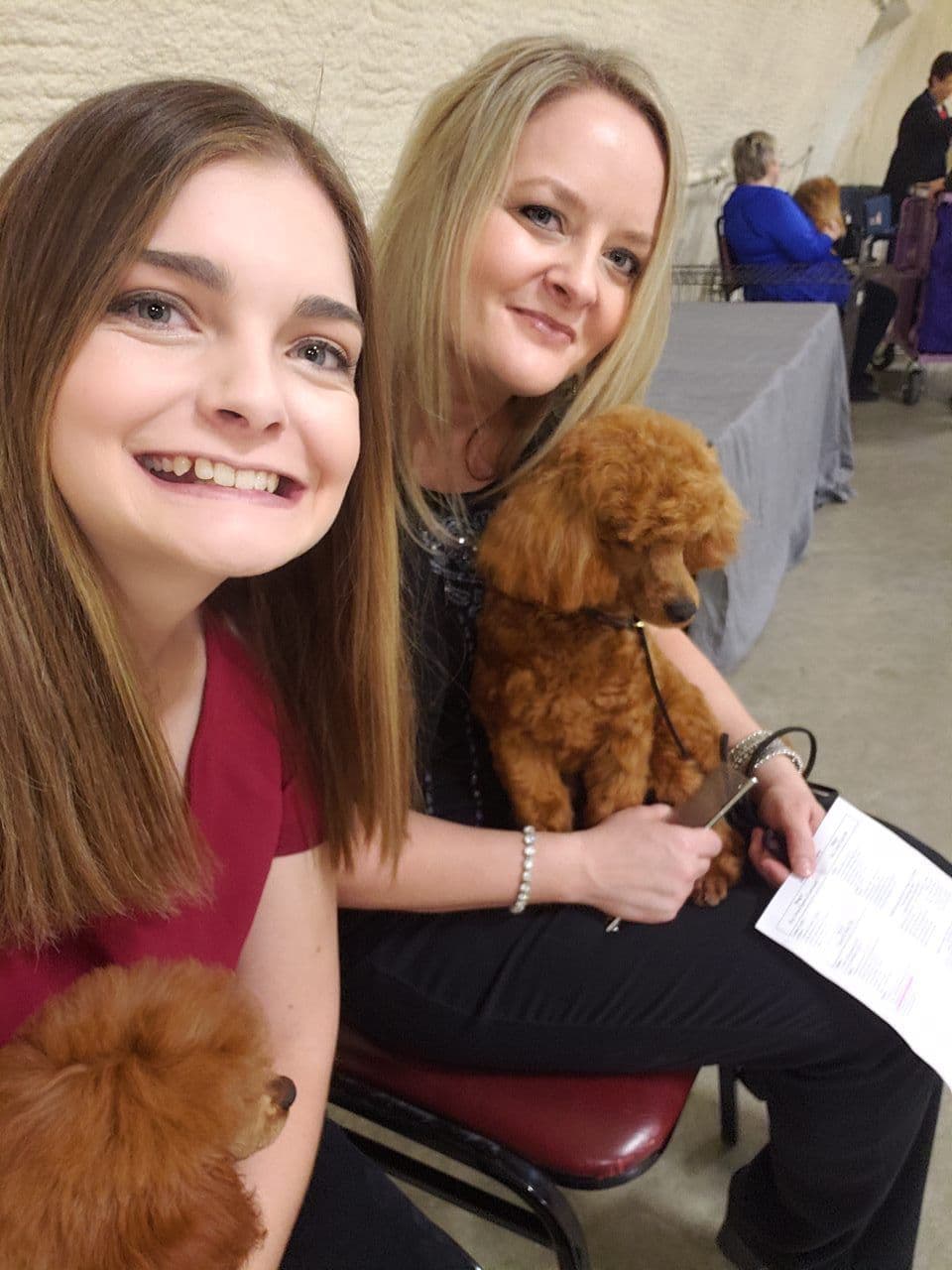 Available Red & Apricot Poodle Puppies! breeder image 19