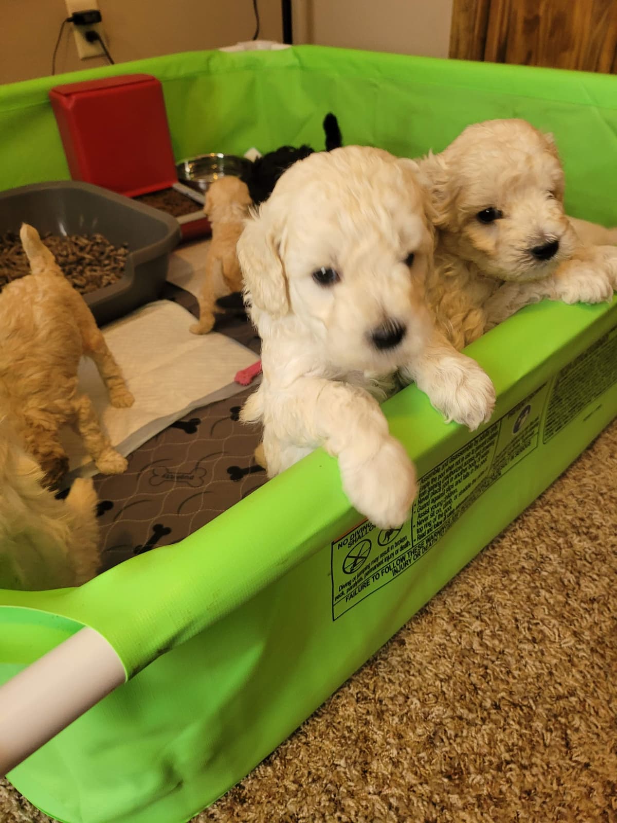 Available Red & Apricot Poodle Puppies! breeder image 30