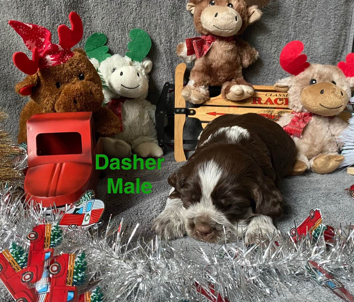 English Springer Spaniel Puppies breeder image 1