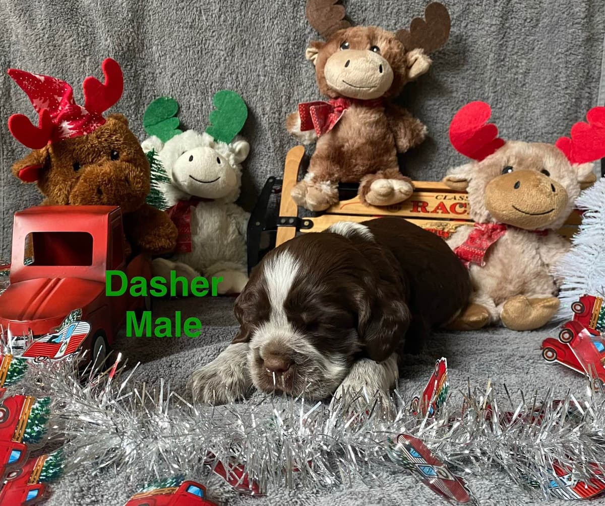 English Springer Spaniel Puppies breeder image 2