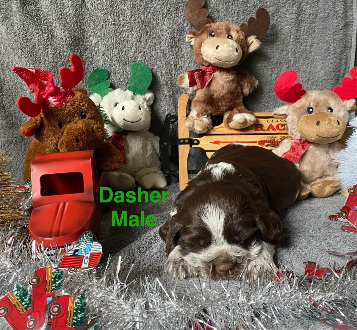 English Springer Spaniel Puppies breeder image 3