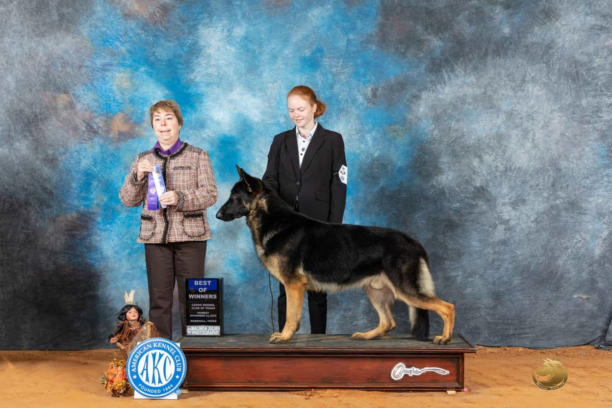 German Shepherd Dog Puppies breeder image 2