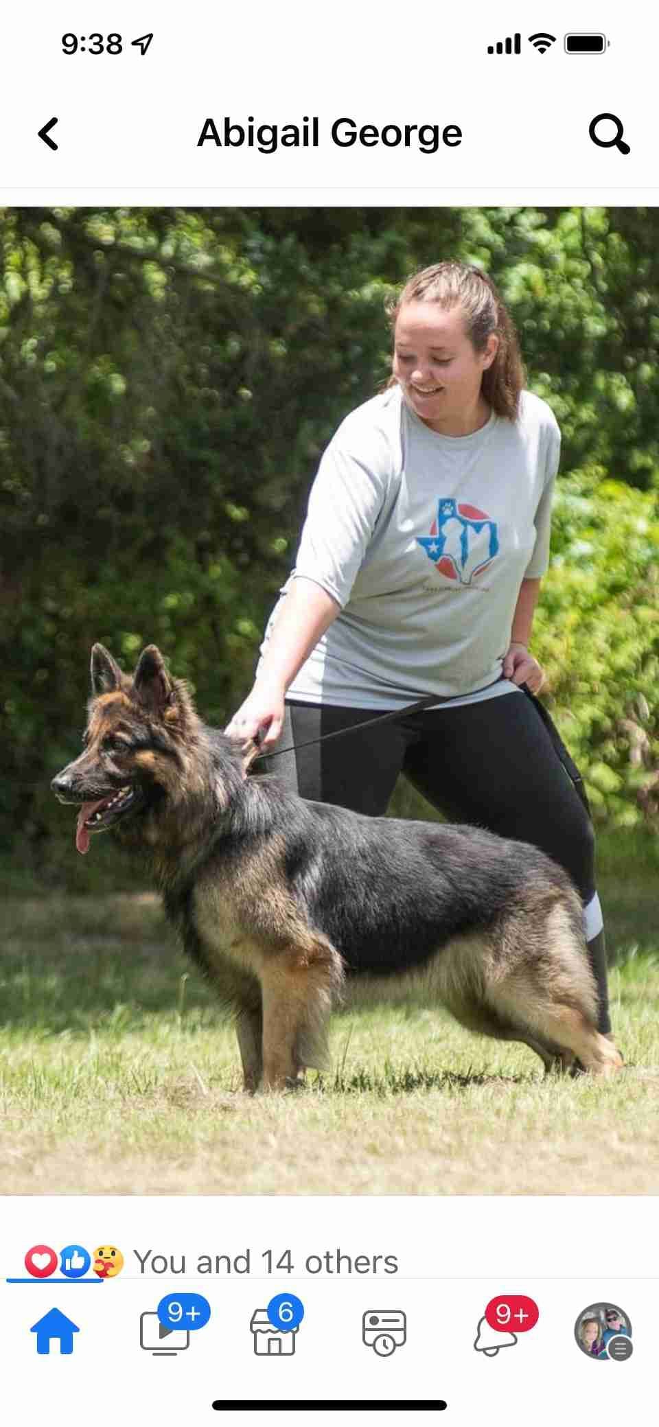 German Shepherd Dog Puppies breeder image 11