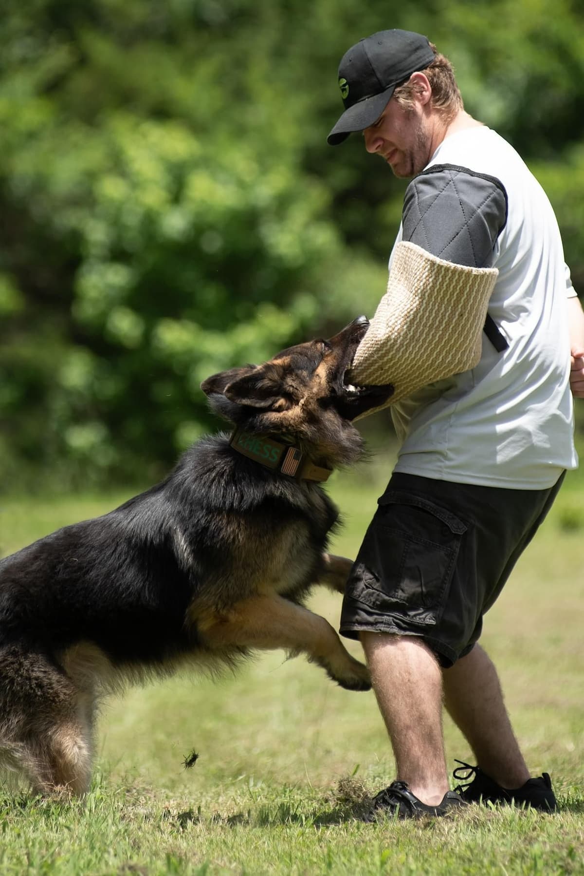 German Shepherd Dog Puppies breeder image 12