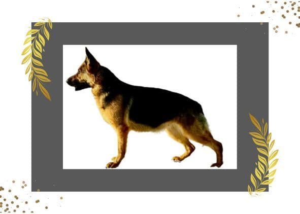 German Shepherd Dog Puppies breeder image 9