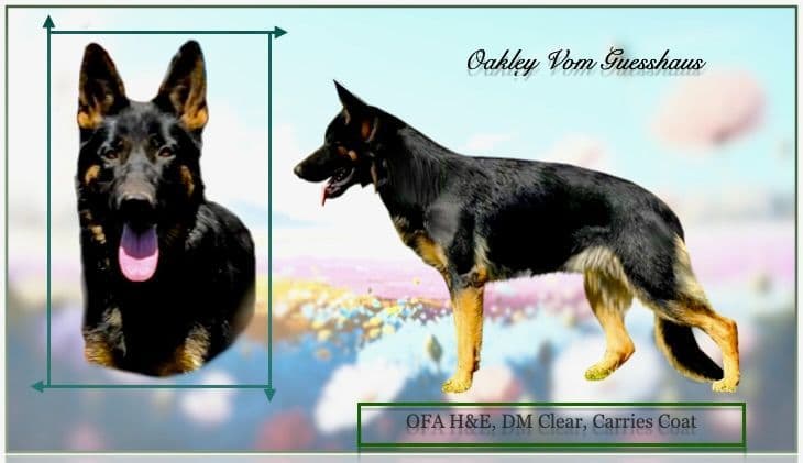 German Shepherd Dog Puppies breeder image 10