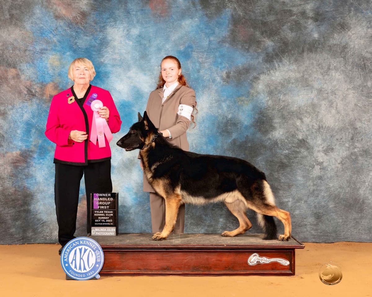 German Shepherd Dog Puppies breeder image 3