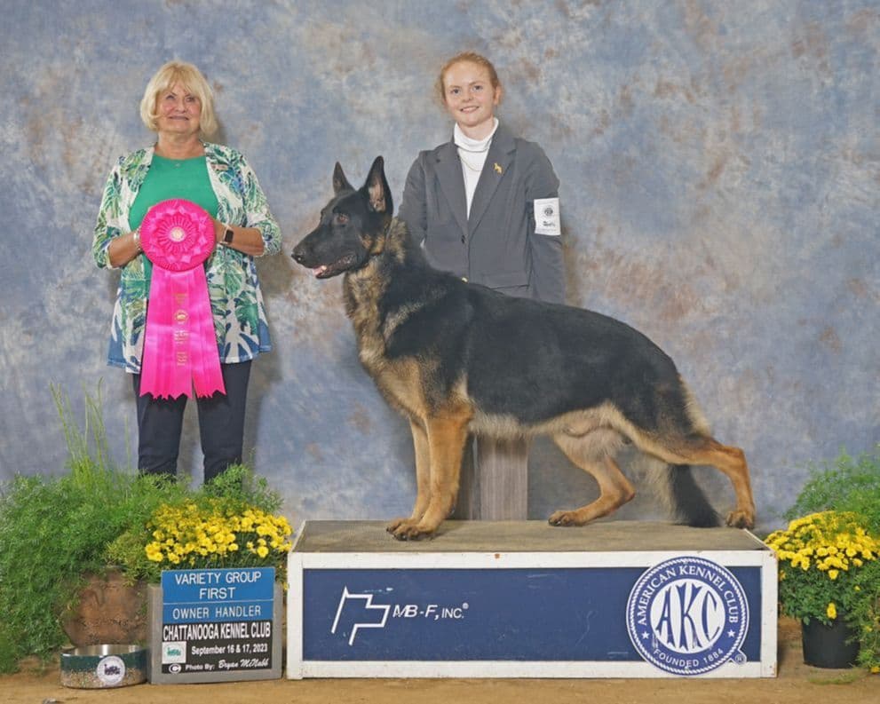 German Shepherd Dog Puppies breeder image 1
