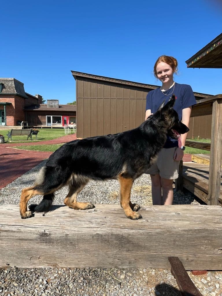 German Shepherd Dog Puppies breeder image 7