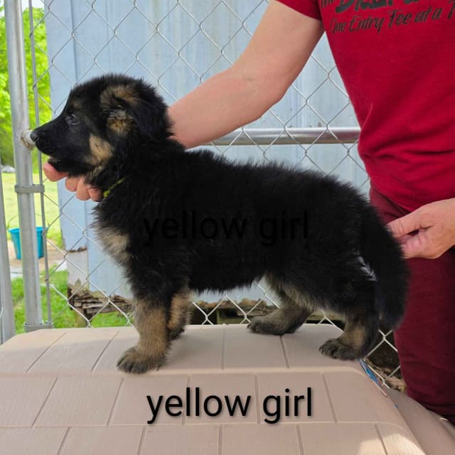 German Shepherd Dog Puppies media 2