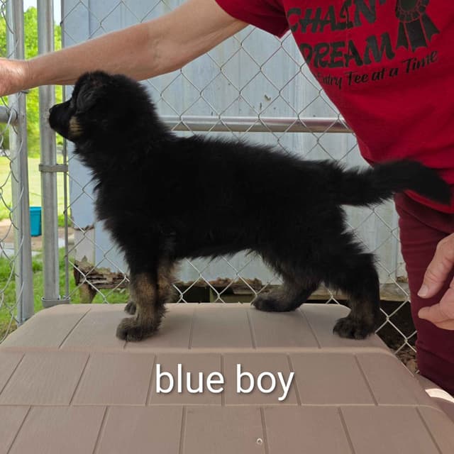 German Shepherd Dog Puppies media 3