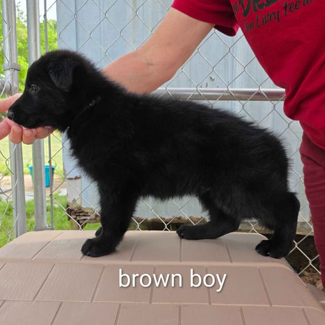 German Shepherd Dog Puppies media 4