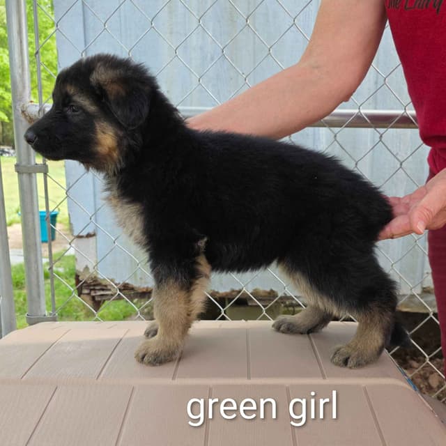 German Shepherd Dog Puppies media 5