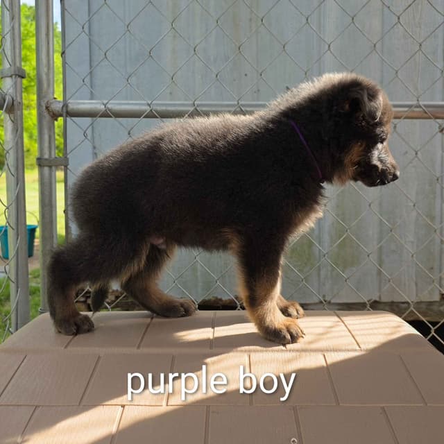 German Shepherd Dog Puppies media 6