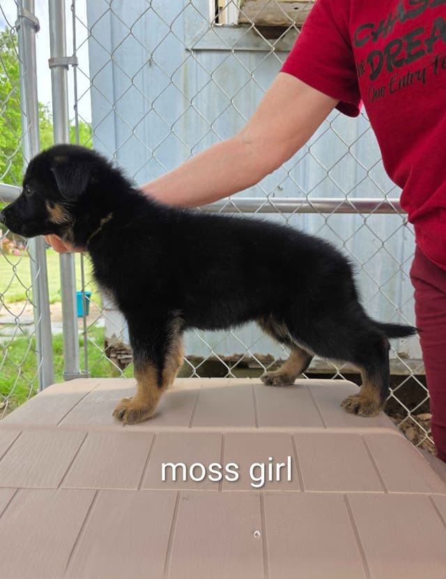 German Shepherd Dog Puppies media 8