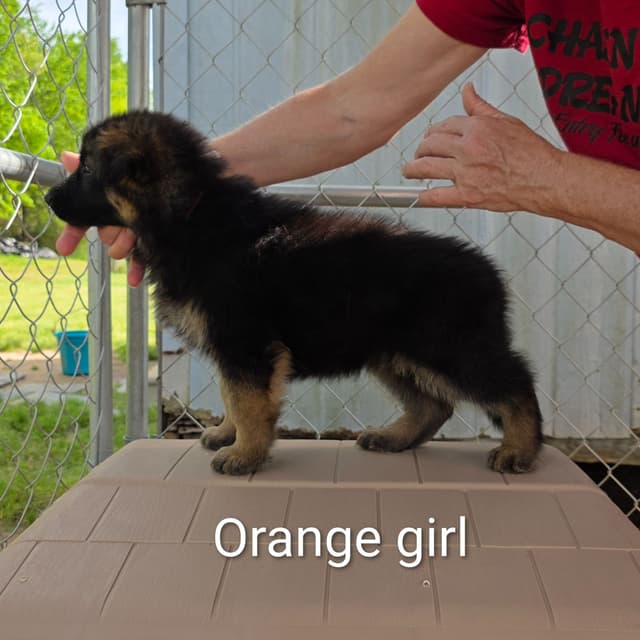 German Shepherd Dog Puppies media 7