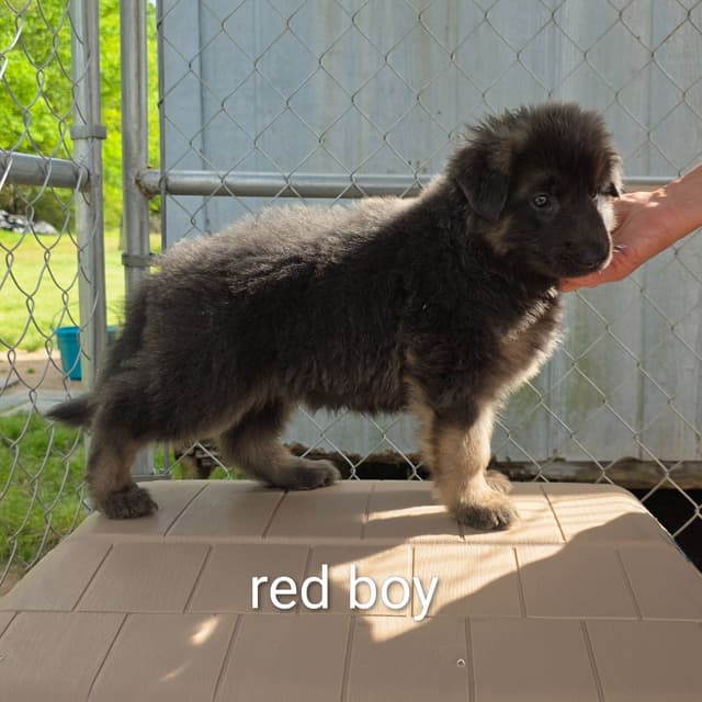 German Shepherd Dog Puppies media 9