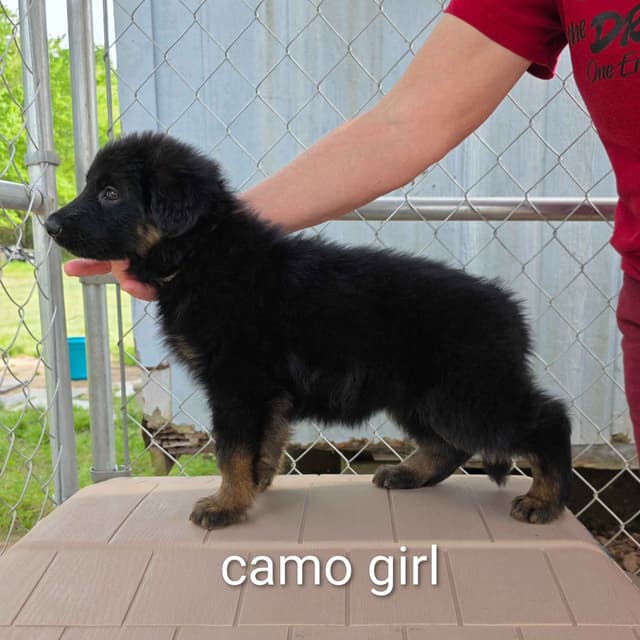 German Shepherd Dog Puppies media 10