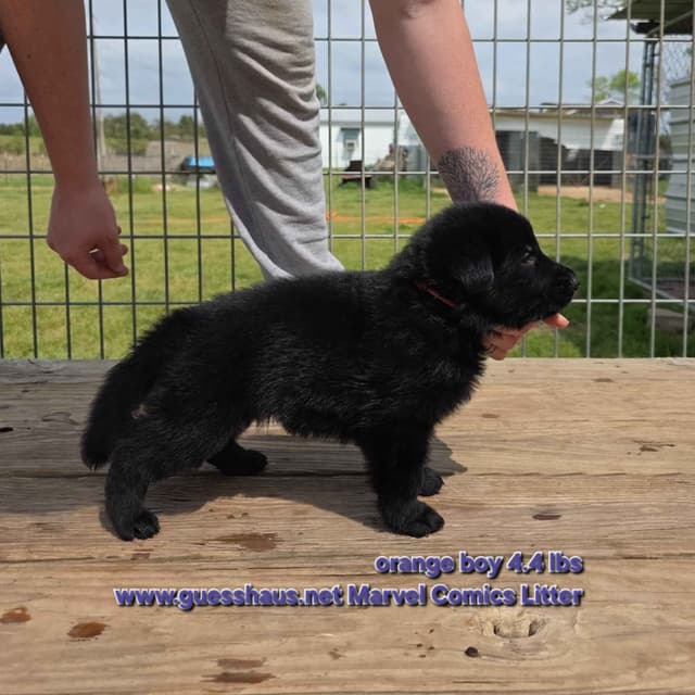 German Shepherd Dog Puppies media 2