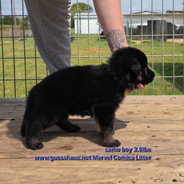 German Shepherd Dog Puppies media 3