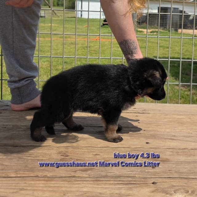 German Shepherd Dog Puppies media 4
