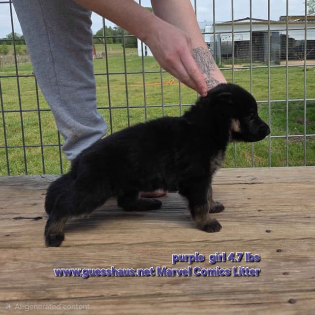 German Shepherd Dog Puppies media 5