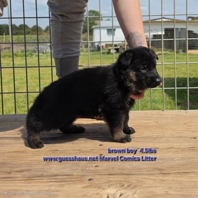 German Shepherd Dog Puppies media 7