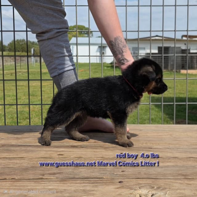 German Shepherd Dog Puppies media 8