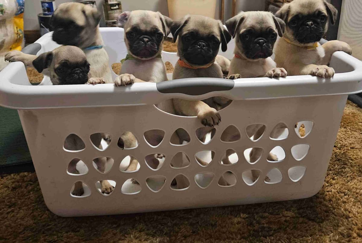 Pug Puppies breeder image 3