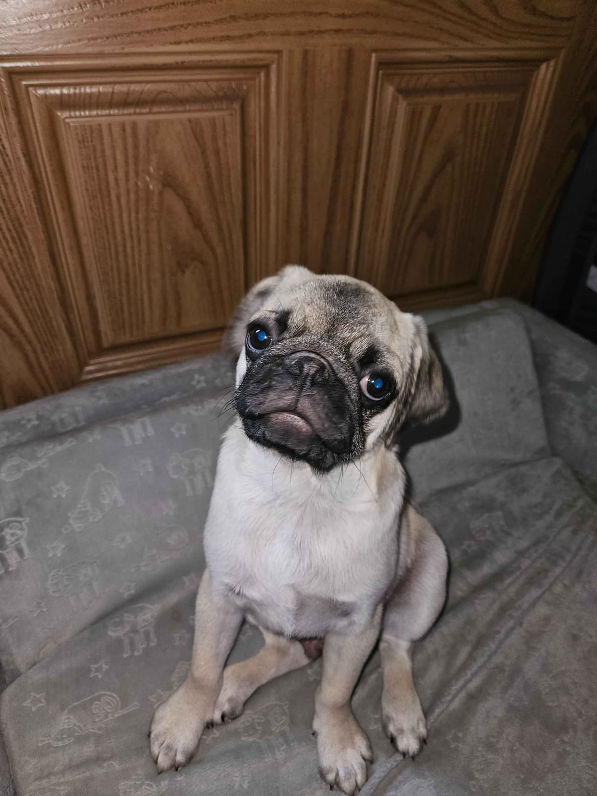 Pug Puppies breeder image 2