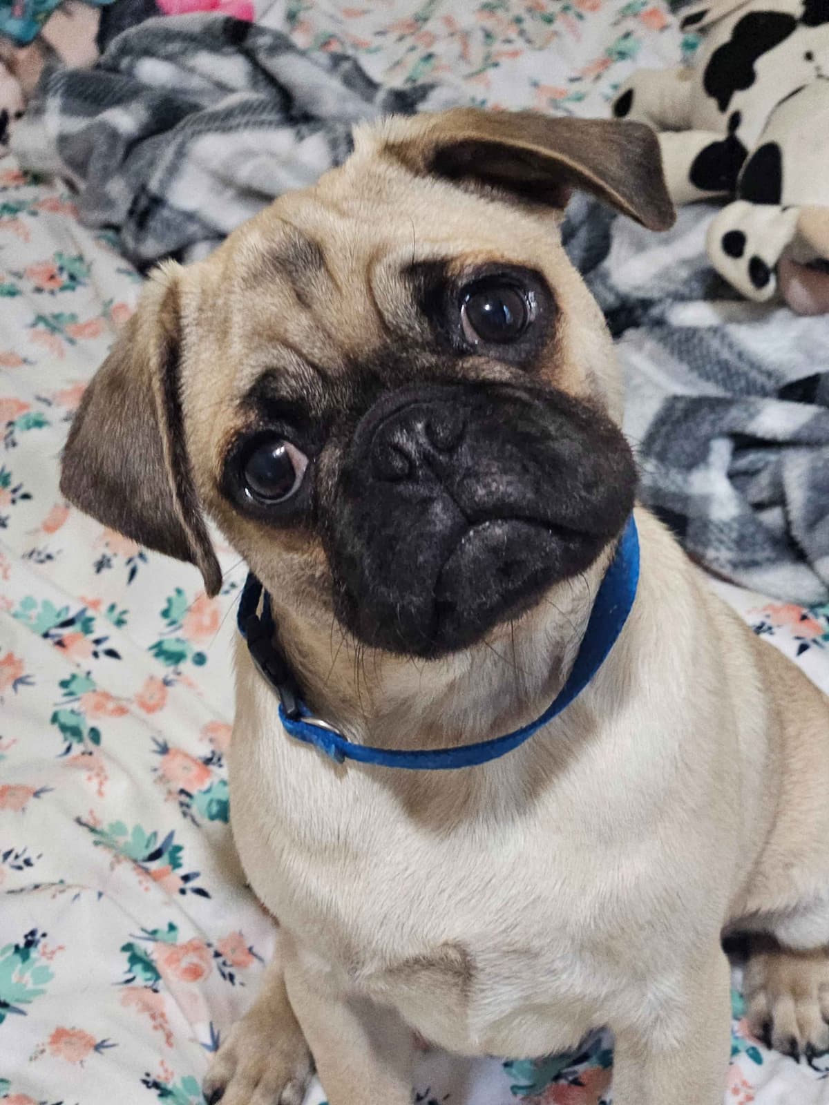 Pug Puppies breeder image 1