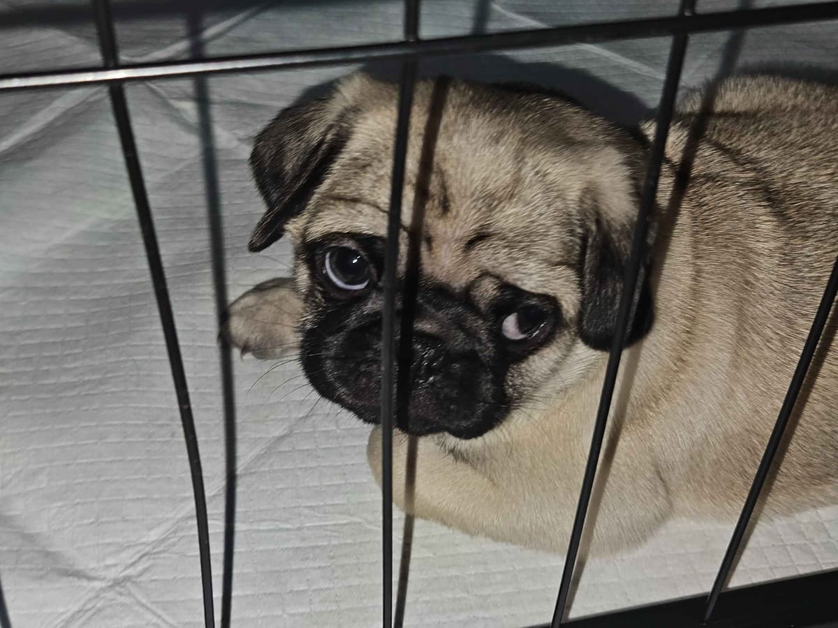 Pug Puppies breeder image 5