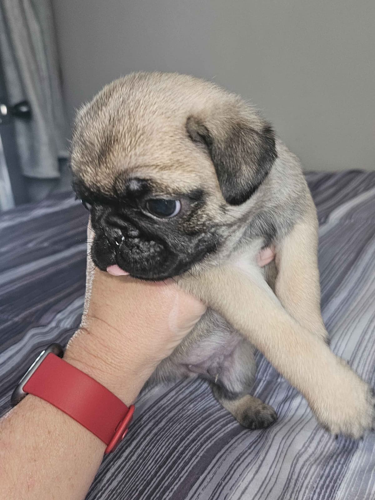 Pug Puppies breeder image 6
