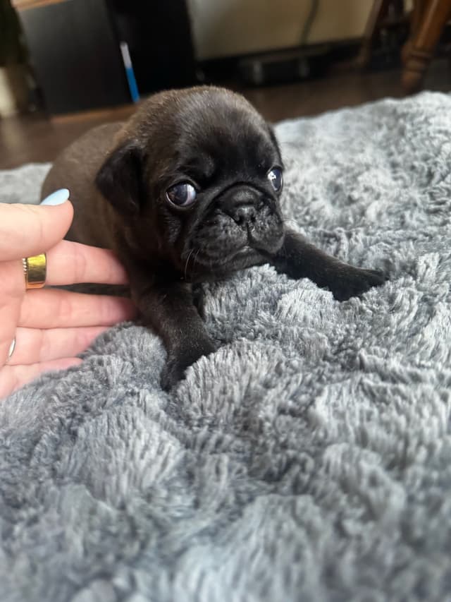 Pug Puppies media 2