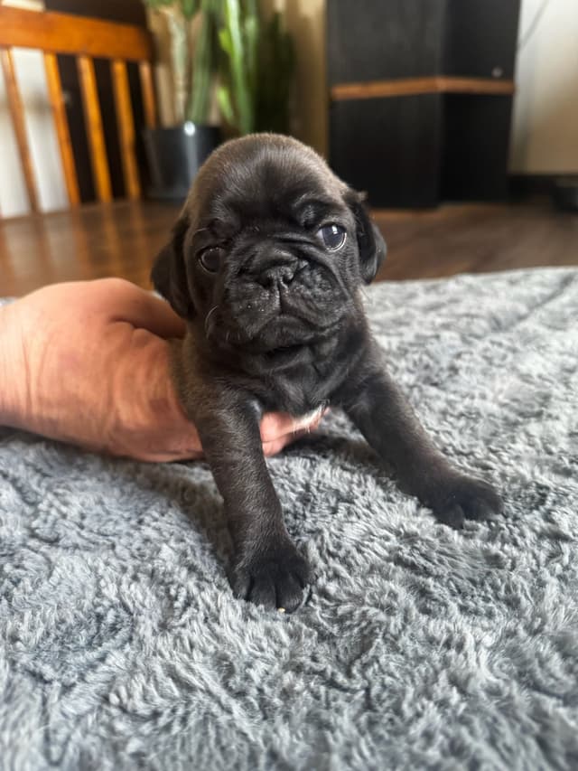 Pug Puppies media 3