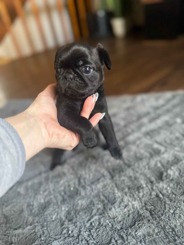 Pug Puppies media 4